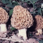 užitni smrček (Morchella esculenta)