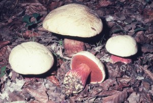 6-vražji goban (B. satanas) 006