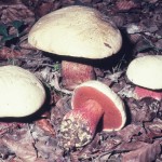 6-vražji goban (B. satanas) 006