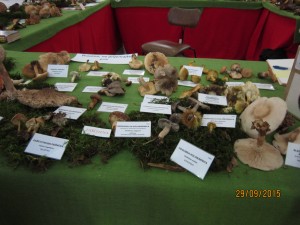 IMG_0251