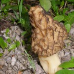 Morchella-esc.maj2010-025