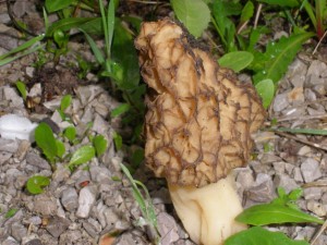 Morchella-esc.maj2010-025