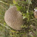 nevenka 2015 september 006