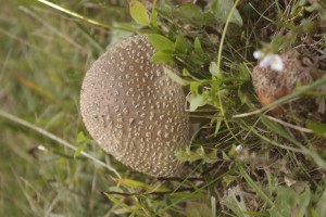 nevenka 2015 september 006