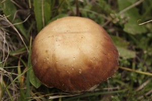 nevenka 2015 september 007