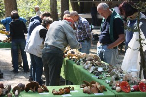 nevenka 2015 september 117
