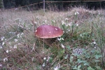 imag0058